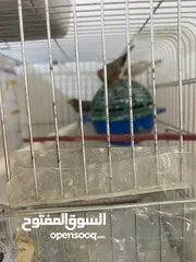  2 طيور جنه للبيع الام واولادها