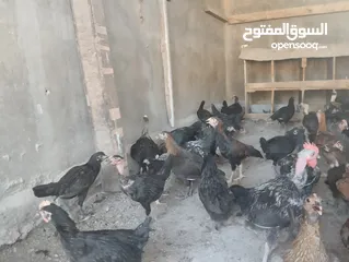  3 فراخ بلدي للبيع