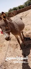  2 جحشه للبيع انثى  المفرق دير الكهف  السعر 50