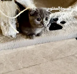  2 Munchkin and scottish fold males