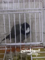  2 بلبل أليف طينه نثيه