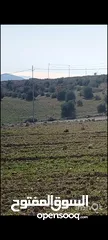  1 مادبا قرب جبل نيبو 8 دونم مطلة على البحر الميت