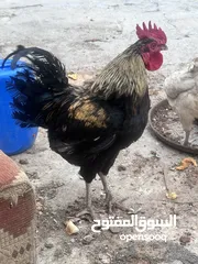  3 ديج ودجاجه عرب شرط الصحه مال بيت للبيع