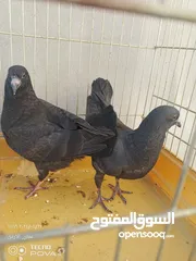  7 جوز كنجات مع فراخن