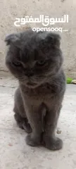  8 اسكتش فولد