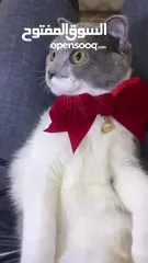  6 قطط سكوتش فولد موقي للبيع ‏Scottish Fold Moogie Kittens