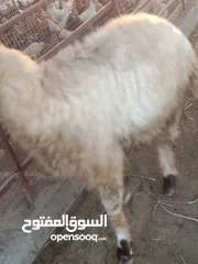  1 خروف نعيمي