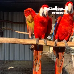  2 Scarlet Macaw Parrots