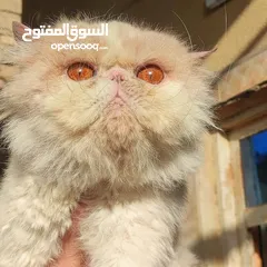  6 ذكور للتزاوج