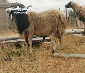  3 الله يبارك خروف