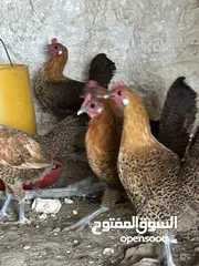  1 دجاج برهومي