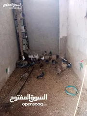  1 حمام بلدي نخب