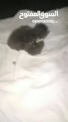 2 Kittens two weeks old