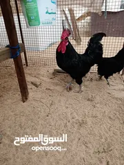  7 دجاج تهجين لوهمان وجيرسي الأسود