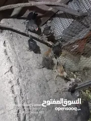  4 صيصان بلدي للبيع