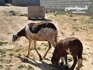  3 نعجه هجين خرطومي الله يبارك تحتها خروف عمره ف3شهور سنها اول جمع صغير وعشره تاني محصنات وسليمات