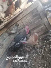  3 طقم حبش للبيع