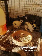  4 أرانب بابيون و هجين الاماني و بيض باكستاني مخصب إن شاء الله