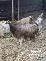  3 للبيع شاه عاقر ما شاء الله ممتازه راهيه