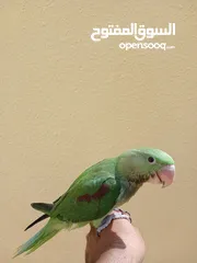  3 Alexander Nepali parrot