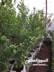  31 أشجار الفاكهة متوفر جميع أنواع الفواكه مشاتل 22 مايو