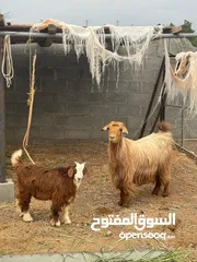  3 غنم عمانيات للبيع جملة