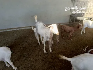  20 ماعز خليط موجود كمية