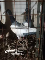  7 6فرخ نوريات بوز ويهوديات زرق ومزهوارات كتف