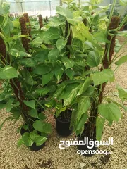  7 الأشجار المثمرة والزينة تجمع بين الجمال والفائدة، تنسيق وصيانة الحدائق الداخليه والخارجية