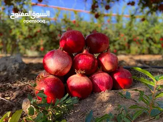  1 شروة دبس رمان بلدي للبيع