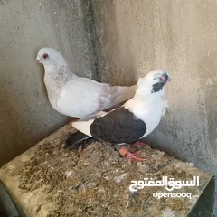  3 جواز حمام للبيع