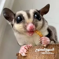  15 دود قبابي /ميل ورم /Mealworm