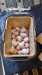  4 بيض مخصب دجاج  الاسترالوب  والبريس