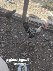  4 موجود عشر ديوك بلدي عمر خمس اشهر