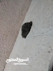  2 قنفذ أنثى صحه ونضافه 13