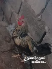  3 دجاج عرب للبيع 35 الف