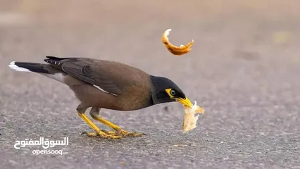  1 متوفر    طيور  مينا الجواز
