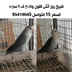  2 طيور للبيع