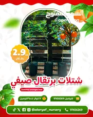  2 عرض وتخفيض شتلات المانجو والبرتقال بـ 2.9 ريال للشتلة من مشتل الارياف  orange, mango tree offers