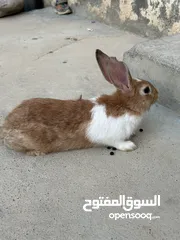 1 ارانب عمانية