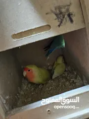  3 جوز روز معاهم فرخ عمر ست اشهر