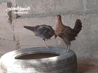  10 فراخ للبيع