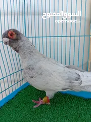  3 متاح فحل قرقاطي وطيره مصريه حمره شغالات