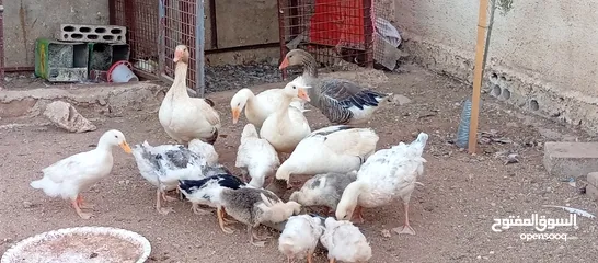 4 موجود وز وبط قطعه وحده
