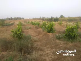  3 مزرعه 2 هكتار بمدينة الزاويه بسعر مناقس