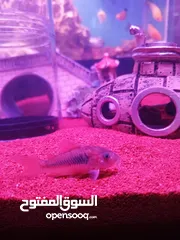  1 سمك او حوض وسمك للبيع