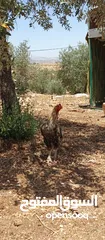 1 دجاج الاماني للبيع بسعر طري