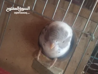  3 عصافير حب بادجي 2 مع القفص