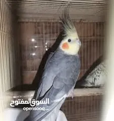  1 متوفر طيور كوكتيل للبيع بأسعار مغرية للجادين