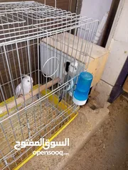  3 كوكتيلات منتجات للبيع